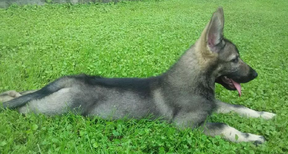 昆明犬幼犬个人出售200