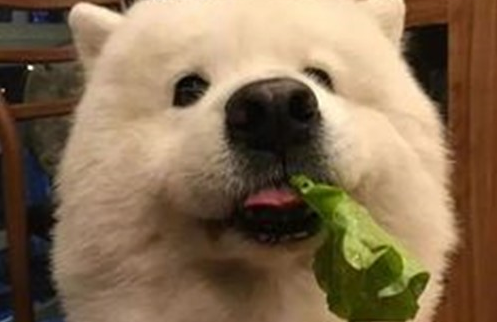 狗狗吃啥蔬菜润肠？如何润肠？