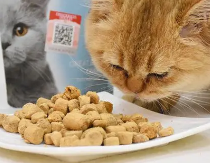 橘猫最适合吃什么样的猫粮 橘猫最适合吃什么样的猫粮