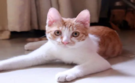 母猫发情期间打疫苗会怎么样?