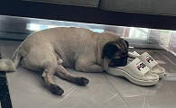 为什么狗狗喜欢放鞋子