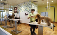 加盟宠物店投资多少钱