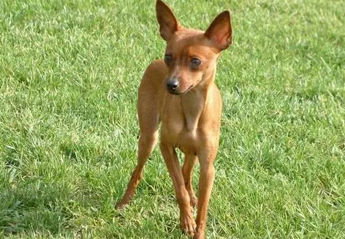 小鹿犬和人睡有害吗 小鹿犬和人睡有害吗