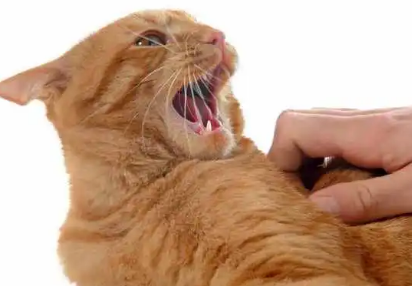 猫咬人下狠口还能要吗,猫咬人要谨慎对待 猫咬人下狠口还能要吗,猫咬人要谨慎对待