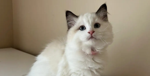 正规猫舍的布偶猫