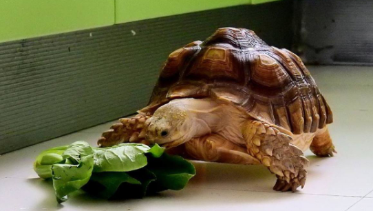 苏卡达陆龟怎么排酸?排酸的方法是什么?