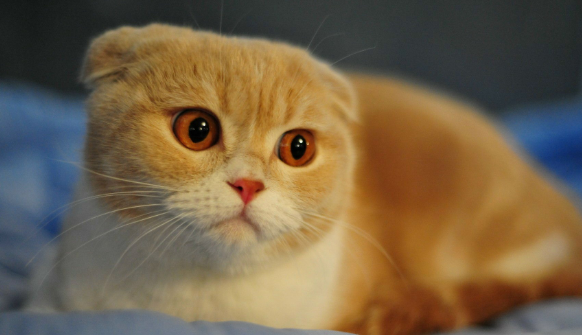 让猫猫学会听话,训练训斥猫咪注意事项!