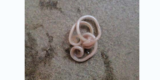 犬的肠胃道寄生虫怎么处理？这样做最好