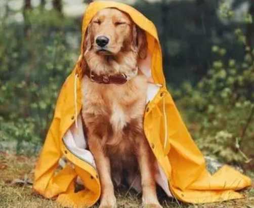 狗狗为什么穿雨衣还叫