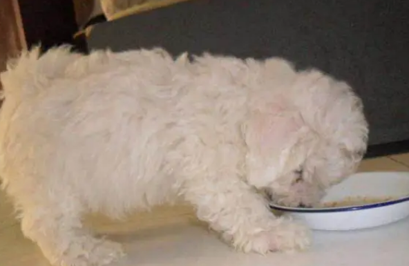 萌宠小知识：导致比熊犬拉肚子的原因有那些？