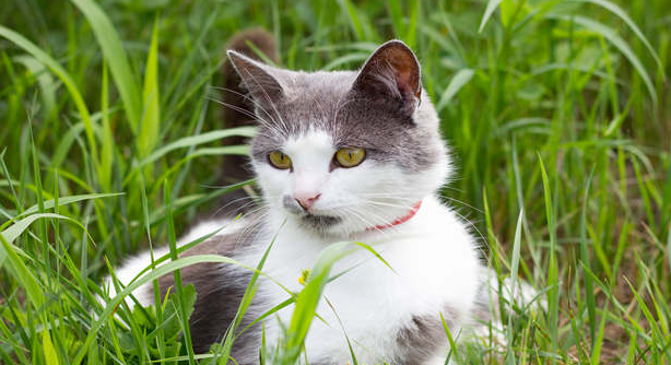 蓝猫吃什么猫粮经济实惠