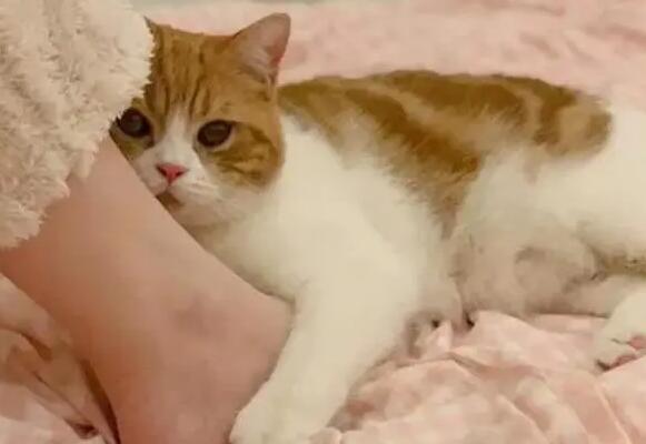 猫咪为什么爱咬我的脚啊