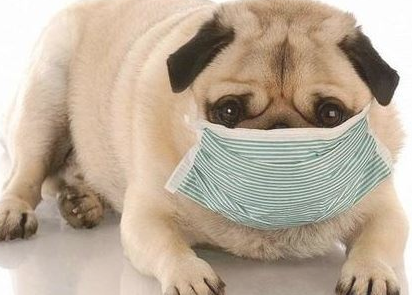 狗狗感冒哭唧唧，狗狗感冒能不能吃成年人的药？