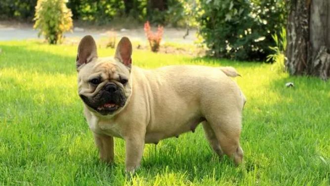 纯种法国斗牛犬的5大特点？你都知道吗？