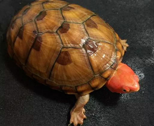 白唇苗和红面苗的区别 白唇苗和红面苗的区别