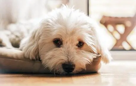 狗狗受伤了，是否过几天就能好起来？