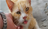 猫为什么总是做吞咽唾液的动作
