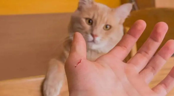 被猫抓伤破皮怎么办