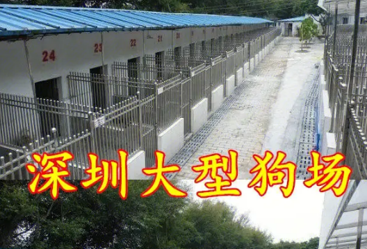 深圳狗场犬舍南山宠物基地-宠物网