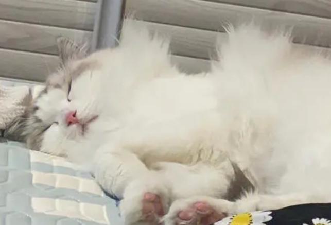布偶猫要和人睡 布偶猫要和人睡