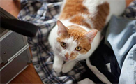 猫咪吐毛，该怎么办？