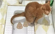 猫为什么一被打就拉屎