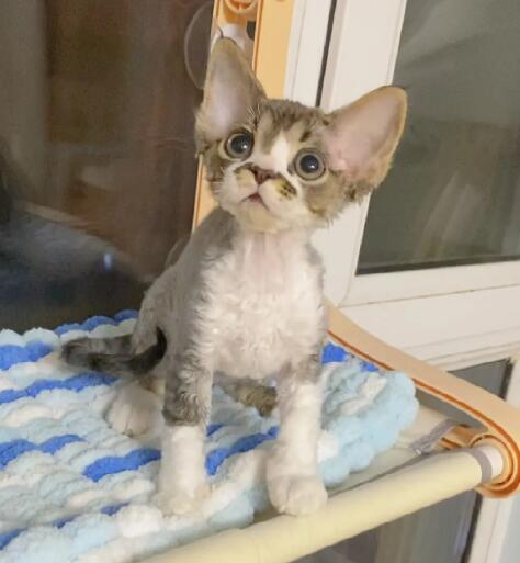 猫舍德文猫价格 猫舍德文猫价格