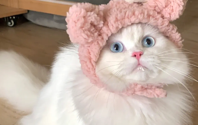 为什么猫猫走丢了之后,几个月突然自己回来了? 为什么猫猫走丢了之后,几个月突然自己回来了?