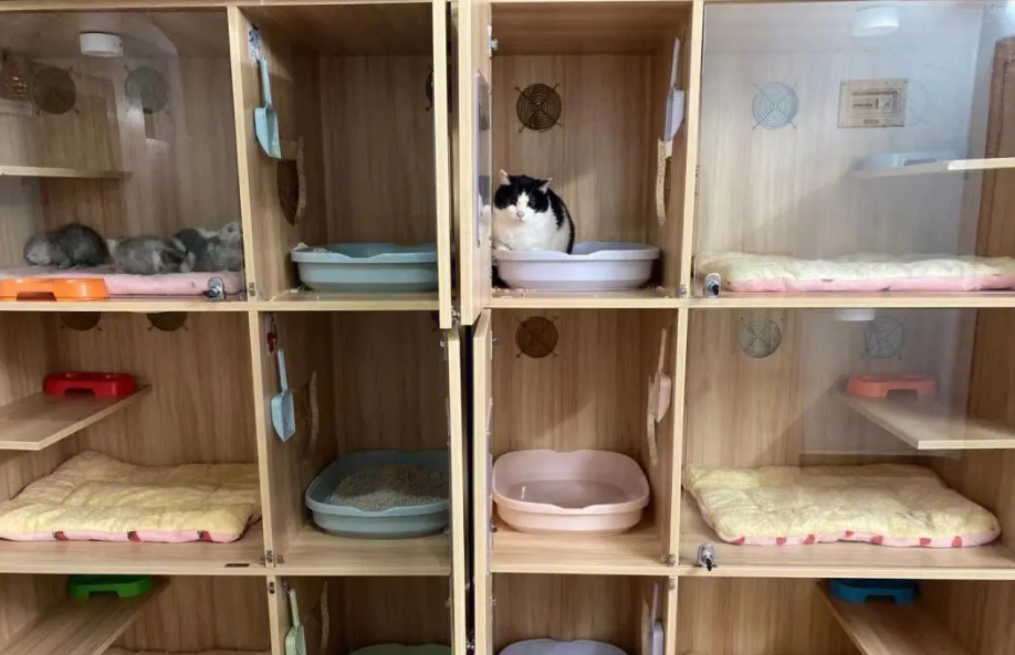 宠物店寄养猫咪安全吗