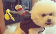 萌宝“比熊犬”是公的好或是母的好？