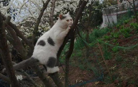 教你如何通过看猫咪的尾巴了解猫咪吧！