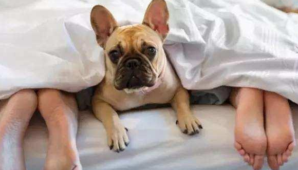 为什么狗狗黏着你睡觉 为什么狗狗黏着你睡觉