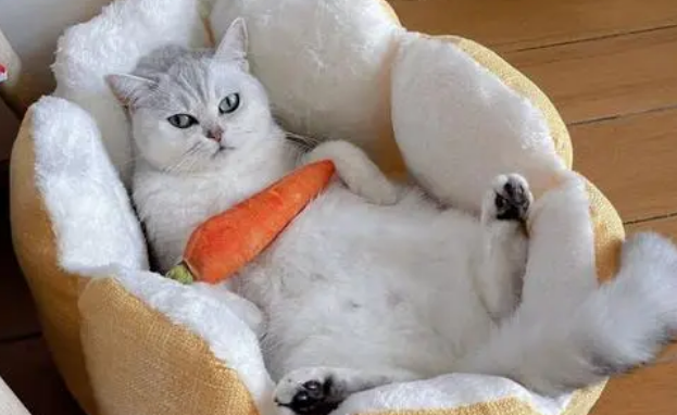 如何在9平米的房间养猫 如何在9平米的房间养猫