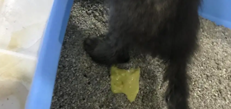 猫为什么一被打就拉屎
