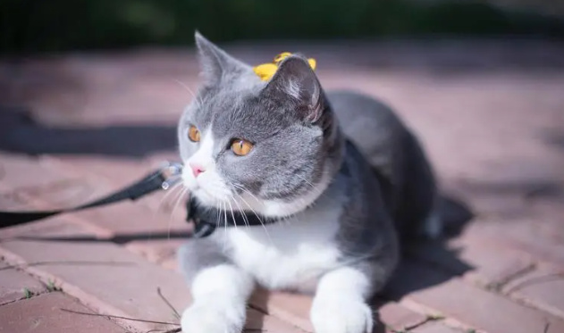 英短猫怎么拉尿 英短猫怎么拉尿