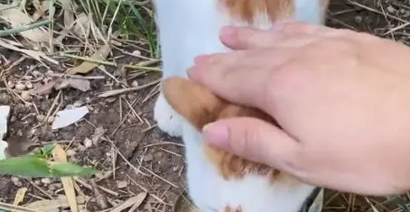 流浪猫究竟有多卑微,一个罐头竟能换取它的全部信任 流浪猫究竟有多卑微,一个罐头竟能换取它的全部信任