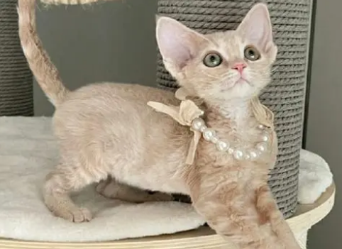 德文卷毛猫聪明么