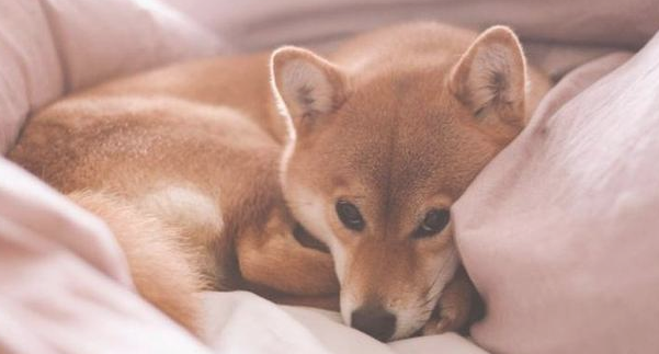 狗狗绝育太没有人道?绝育实际上有这5点益处 狗狗绝育太没有人道?绝育实际上有这5点益处