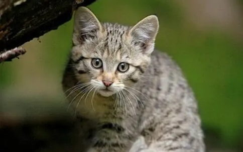 捉猫和抱猫怎样保证安全,养猫必看!