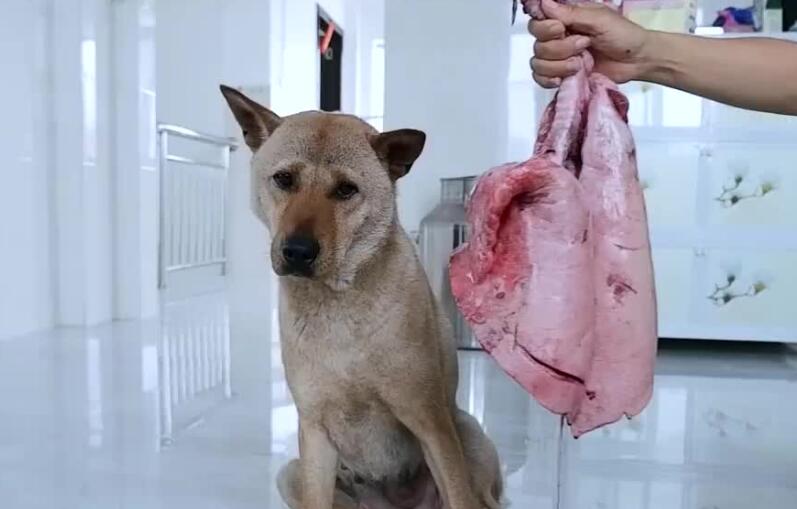 猪肺为什么要喂狗