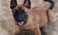 一个月小马犬吃什么食物