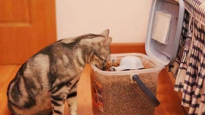 猫咪在家为什么不自己吃饭呢
