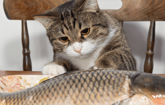 猫咪食欲不振怎么办？