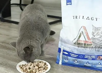奇境猫粮怎么样?是适配不同猫咪营养需求的上佳之选 奇境猫粮怎么样?是适配不同猫咪营养需求的上佳之选