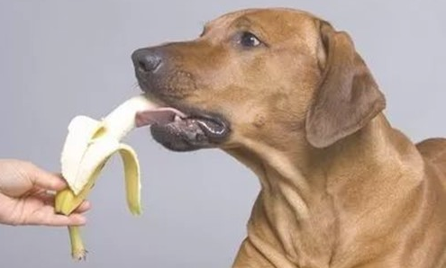 狗狗频繁蹲拉不出粑粑？狗狗拉不出粑粑怎么办？
