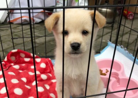 小狗寄养一个月多少钱