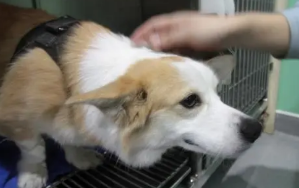 狗狗寄养三天能行吗