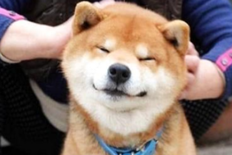 秋田犬喜爱乱咬应该怎么办？一招教你防止秋田犬乱咬！