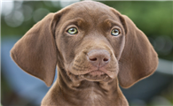 维兹拉猎犬全球有多少只