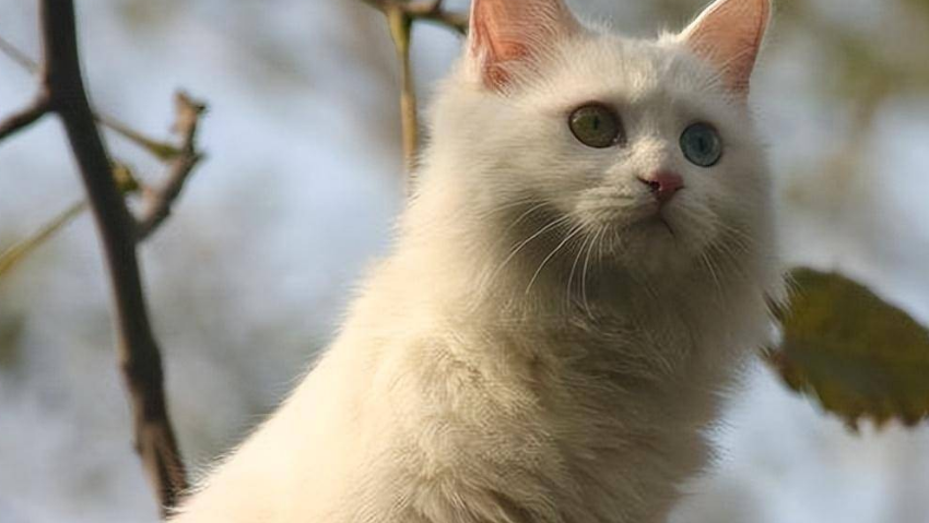 小猫的品相由谁决定？这篇文章告诉你